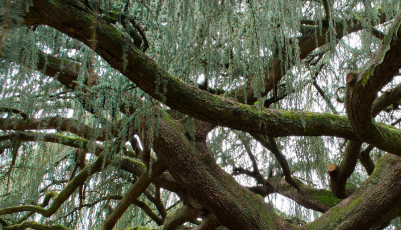 芳香巨人：探索阿特拉斯雪松（Cedrus atlantica）- NAHA 2023 冬季期刊 芳療 雪松 精油 純露 NAHA 頭髮 皮膚 情緒