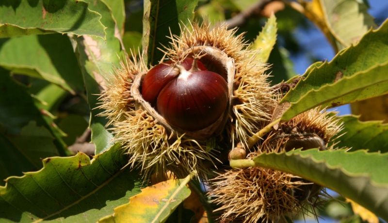 芳香療法與栗子（Castanea spp.）的應用及效果 - NAHA 期刊 2023 冬季 芳療 NAHA 芳療師 栗子